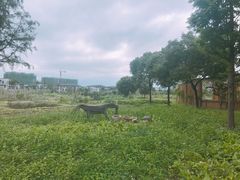 -田园东方蜜桃村的田野营地