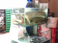 -煲来饱去冷水鱼