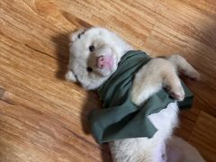 -宠物星动物医院·眼科·异宠·猫科(江南大道总院)