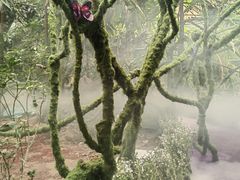 -呀路古热带植物园