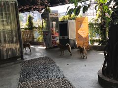 -柴犬高等学院·狗咖·柴犬售卖·宠物训练