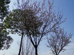 -眉山湿地公园(东坡区)