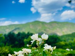 -国家植物园
