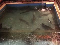 -醉美东江·三文鱼·烧鸡公