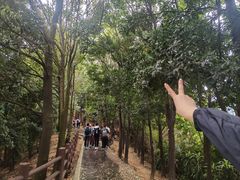 -阳台山森林公园