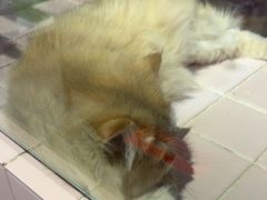 -FAELING PETS美天灵宠物(富力广场店)