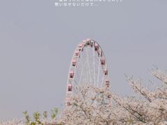 -顾村公园