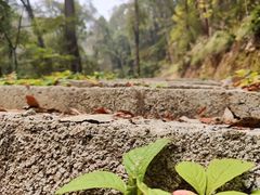 -素山寺森林公园