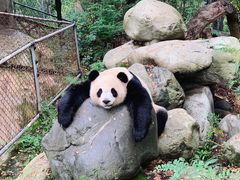 -成都大熊猫繁育研究基地