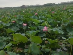 -荷花公园