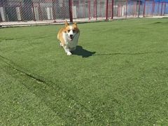 -宠物寄养训练学校