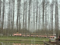 -黄海国家森林公园