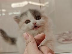 -三花喵·撸猫购宠·宠物生活馆(虹桥南丰城店)