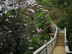 -梧桐山风景名胜区