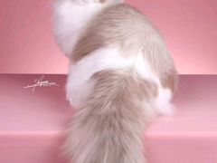 -柚子猫舍·精品猫舍购猫·猫咪认养·购宠·宠物店