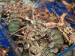 -众彩物流水产市场