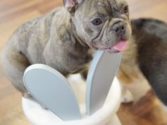 -柯斗斗主题餐厅·狗咖·围炉煮茶·茶饮(国瑞升平里店)