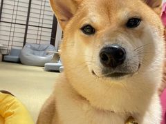 -逗柴咖啡屋·狗咖猫咖宠物桌游