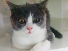 -李小姐の猫咖啡馆(五角场店)
