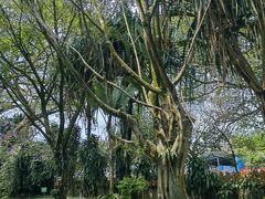 -独树成林