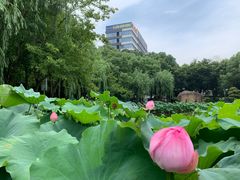 -陈家山荷花公园