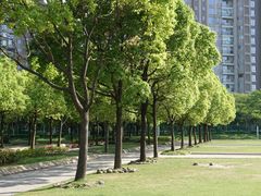 -新江湾城公园