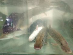 -煲来饱去冷水鱼