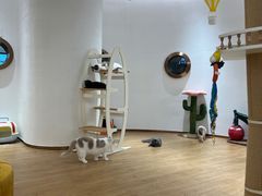 -1013 PET SHOP精品宠物商店(丁香店)