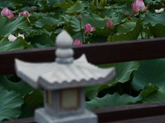 -长田漾湿地公园