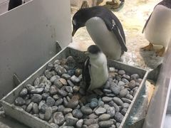 -大连圣亚海洋世界