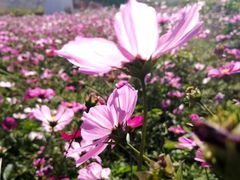-曲江薰衣草庄园