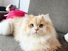 -lincat·猫舍(广州店)