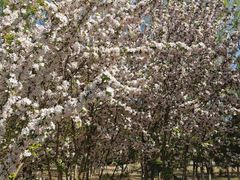 -大兴滨河森林公园