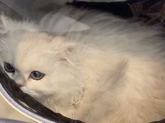 -四月宠物医院·猫专科·心脏专科·内科(转塘店)