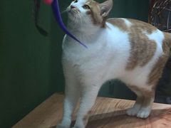 -猫亿天猫咖