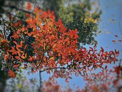 -广州市白云山风景名胜区