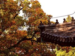-香山公园