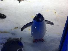 -凯莉-塔尔敦海洋生物水族馆