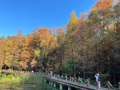 -深圳仙湖植物园