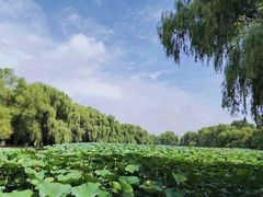 -北陵公园