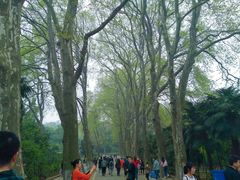-武汉大学-樱园
