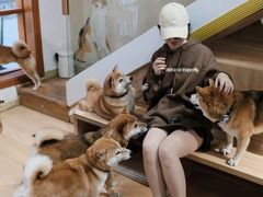 -是阿柴呀！柴犬咖啡·爱喵喵猫咖