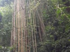 -莫里热带雨林景区