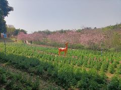 -天适樱花悠乐园