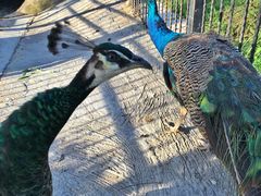 -上海滴水湖皇冠假日酒店