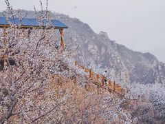 -大岭沟猕猴桃谷风景区