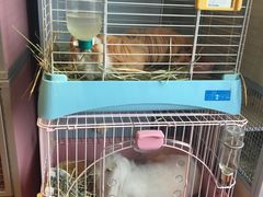 -藦茜花园宠物主题亲子互动体验馆(国顺东路店)
