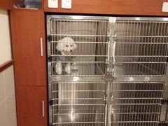 -艾贝尔宠物医院·24H转诊中心·肿瘤猫专科(江宁双龙店)