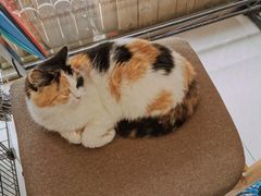 -平行世界·猫咖(首经贸店)