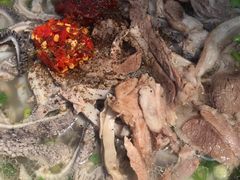 -攀枝花·任德琼·盐边羊肉米线